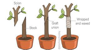 Propagating Image