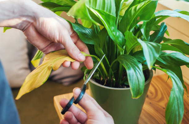 Pruning Plant Image