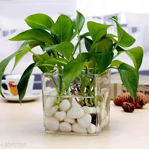 Overwatering plant image